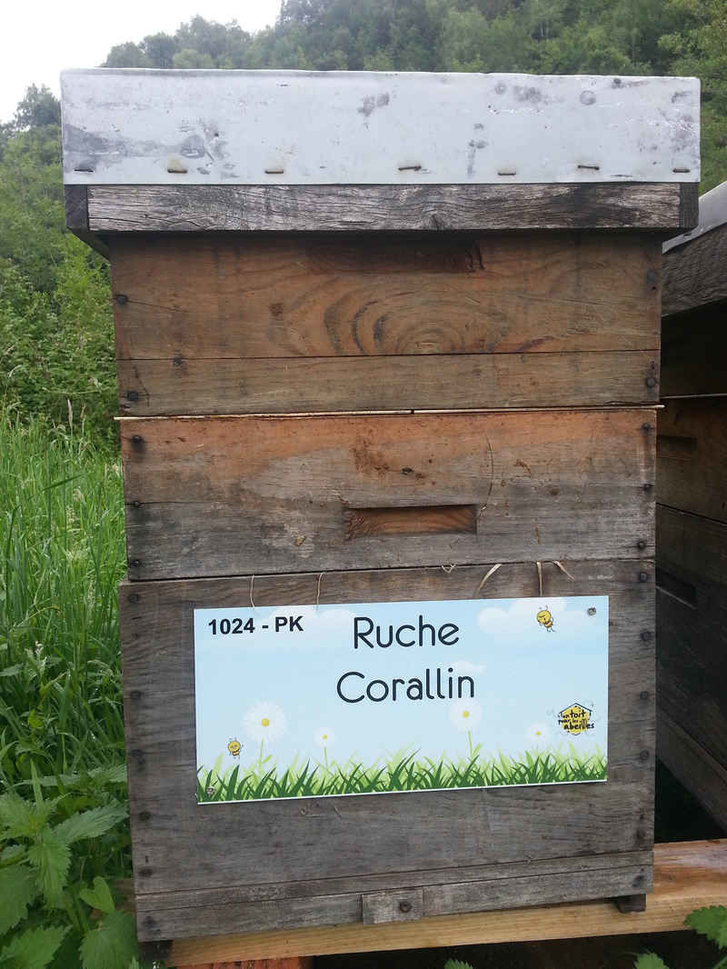 La ruche Corallin