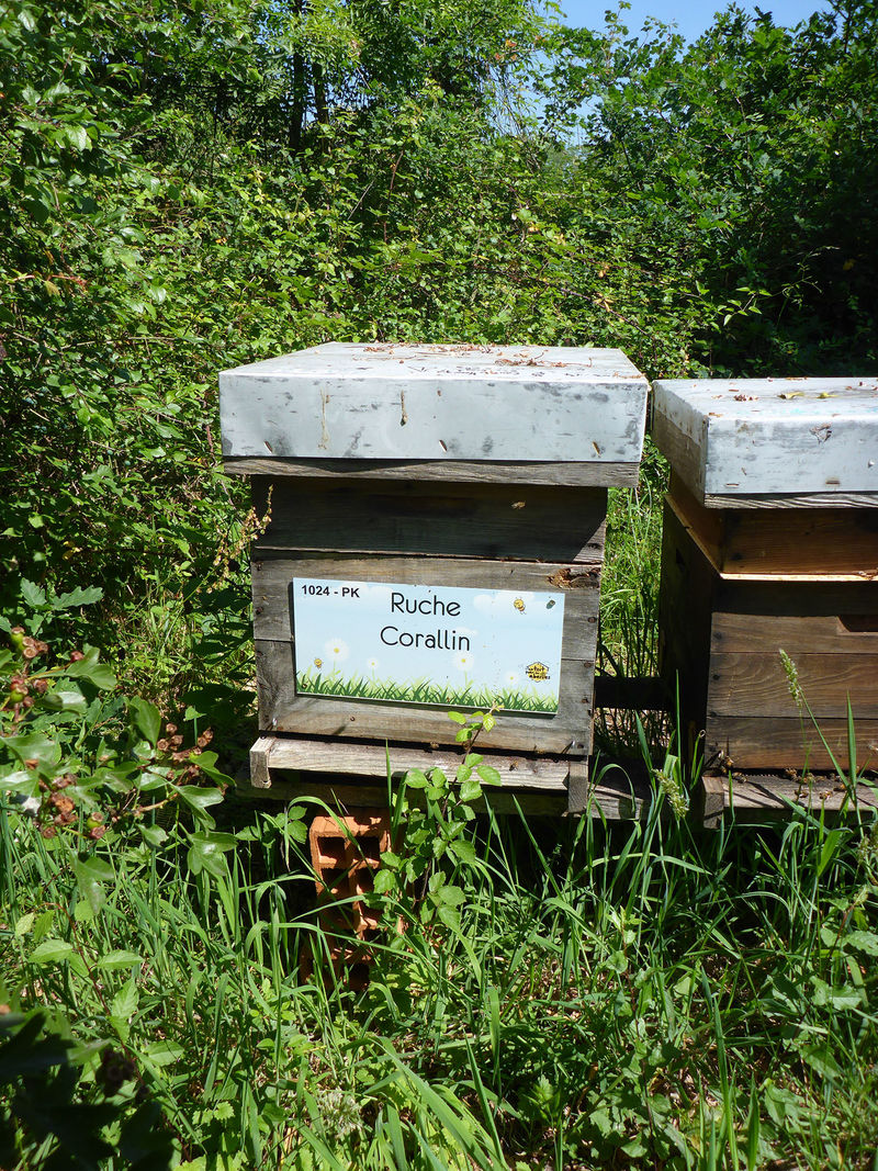 La ruche Corallin