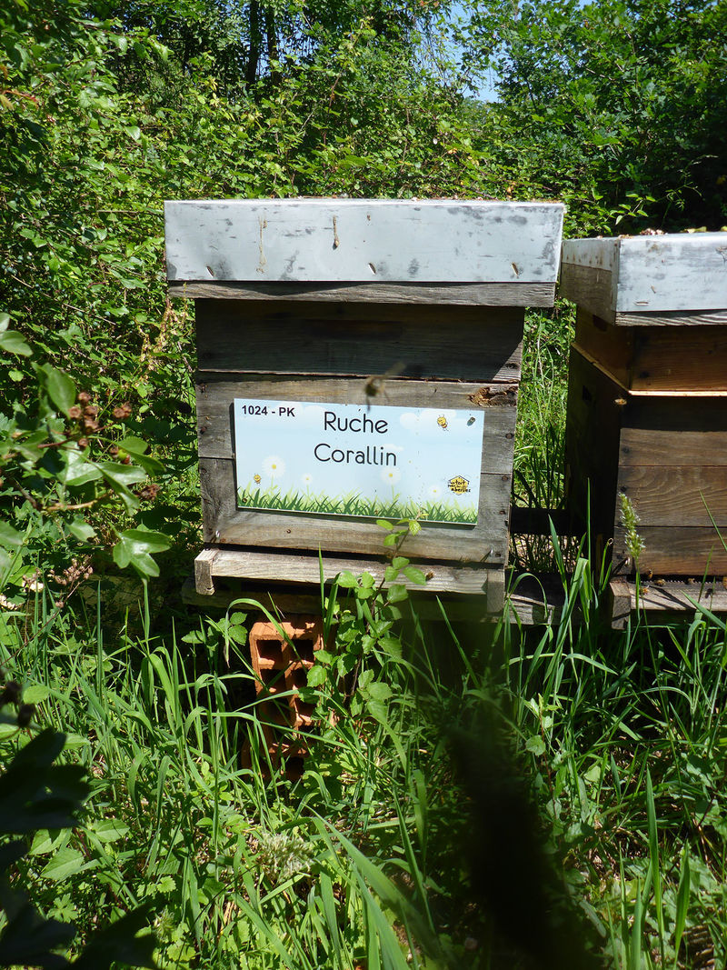 La ruche Corallin