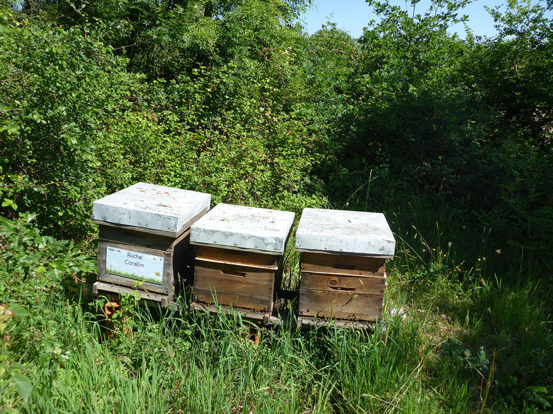 La ruche Corallin