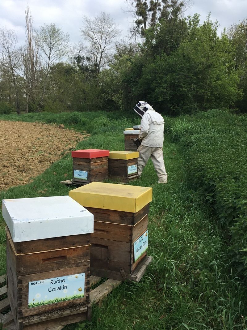 La ruche Corallin
