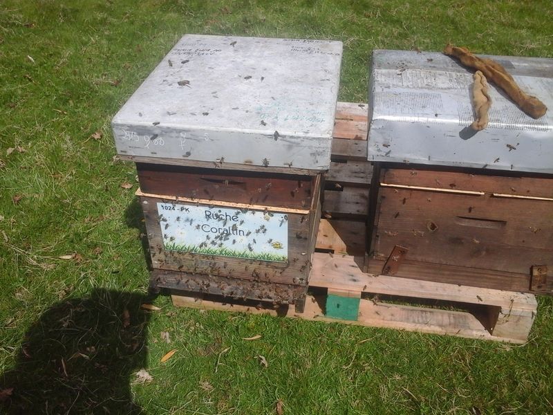 La ruche Corallin