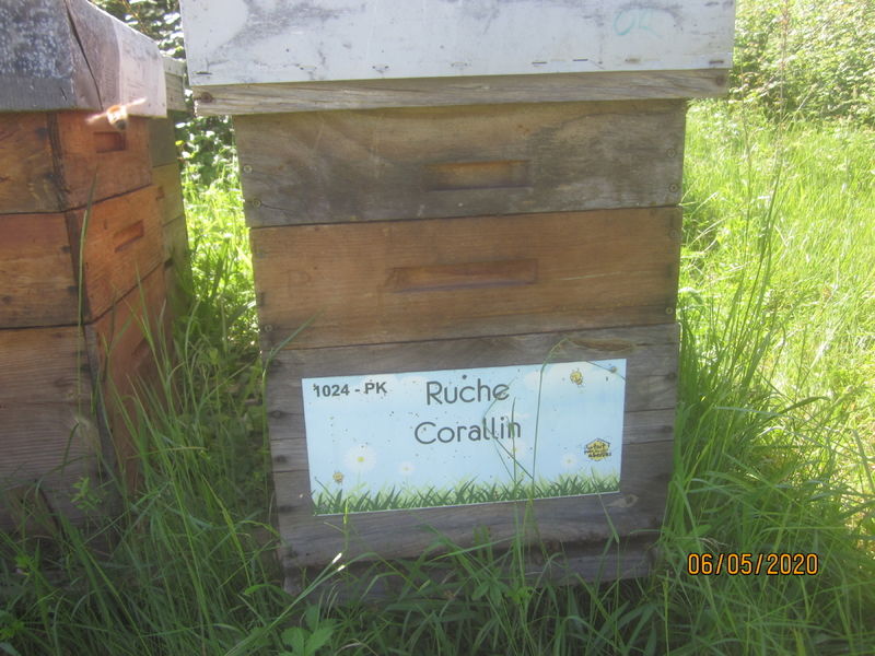 La ruche Corallin