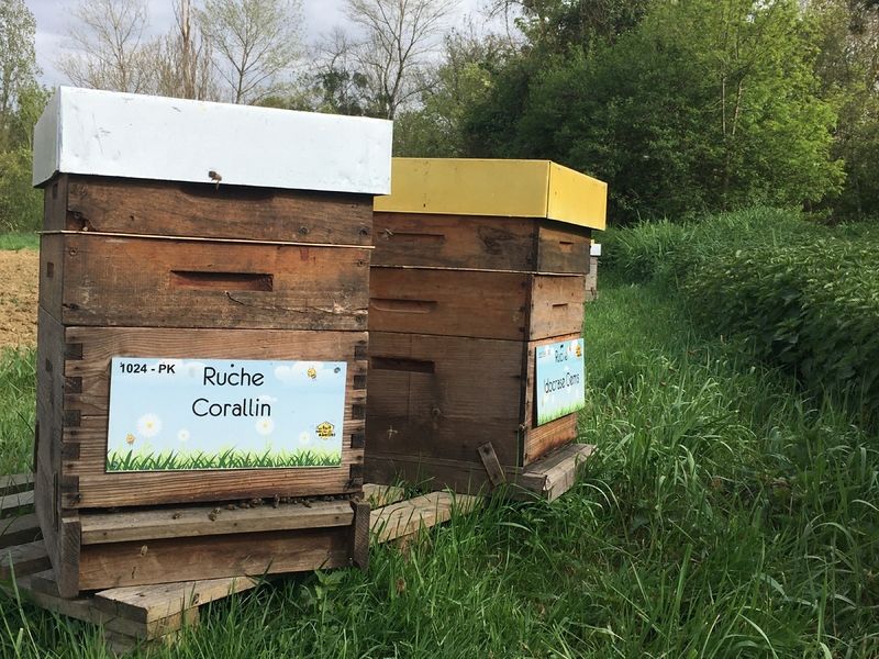 La ruche Corallin