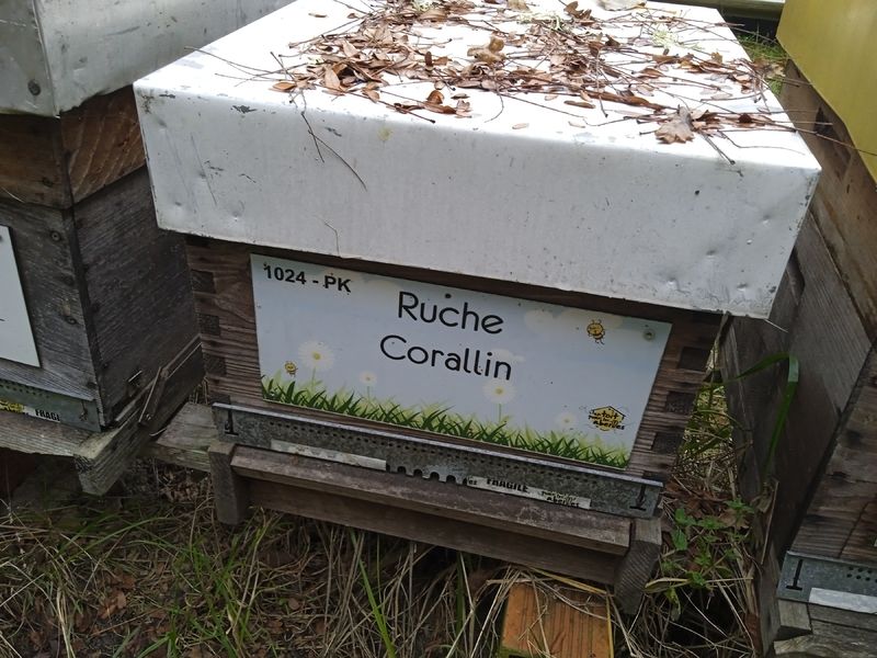 La ruche Corallin