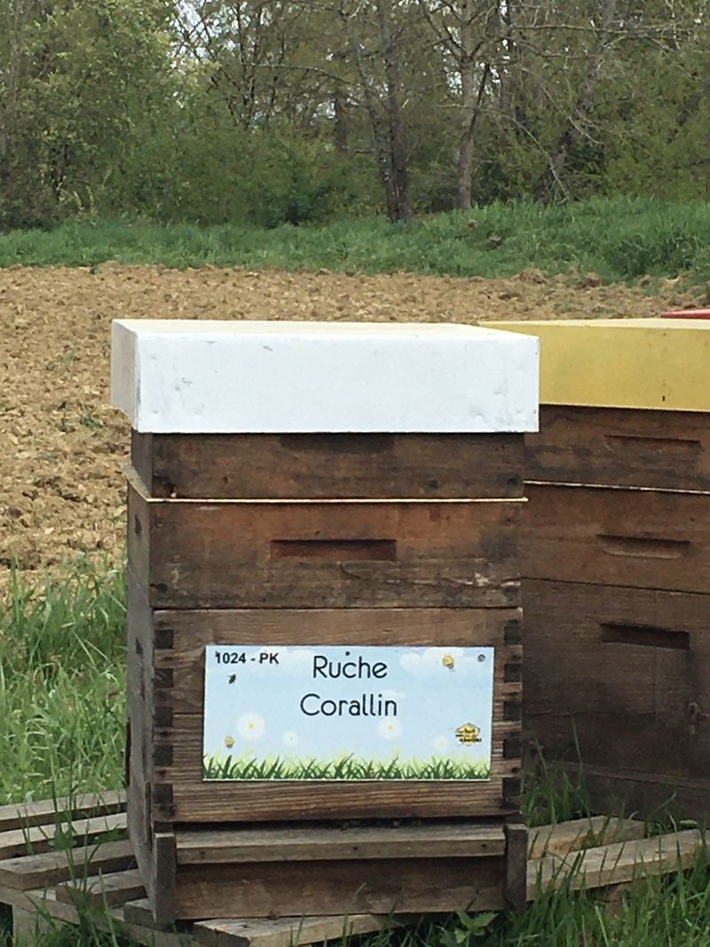 La ruche Corallin