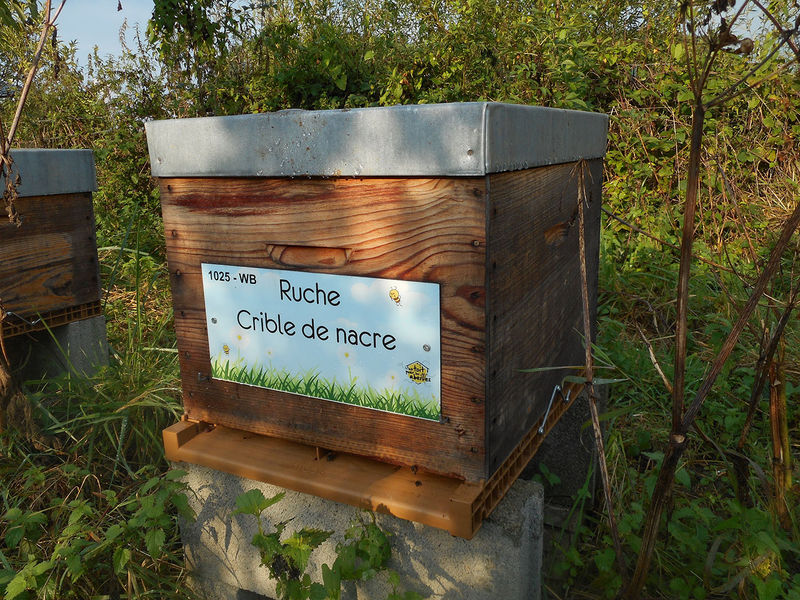 La ruche Crible de nacre