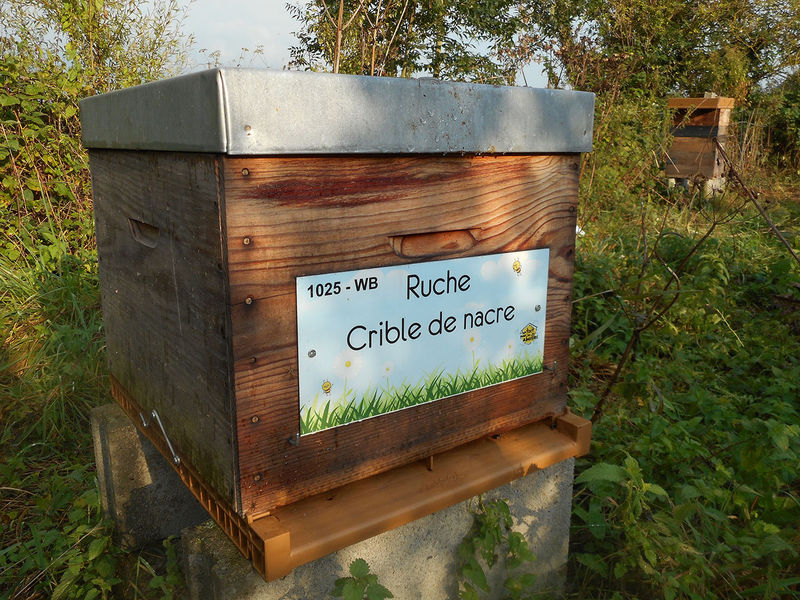 La ruche Crible de nacre