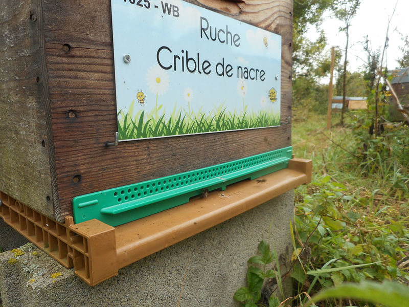 La ruche Crible de nacre