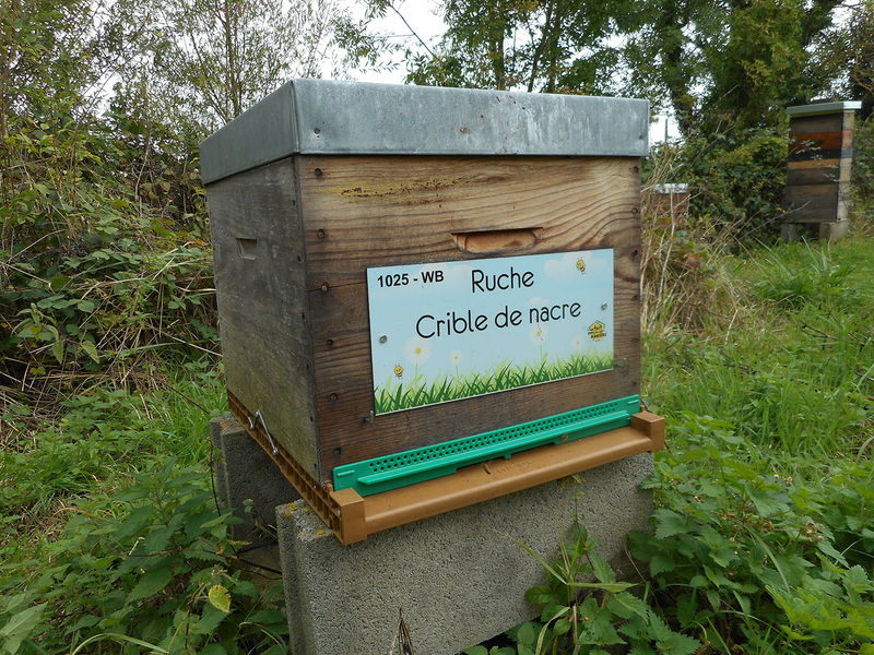 La ruche Crible de nacre