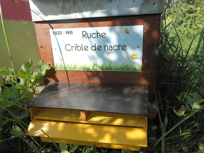 La ruche Crible de nacre