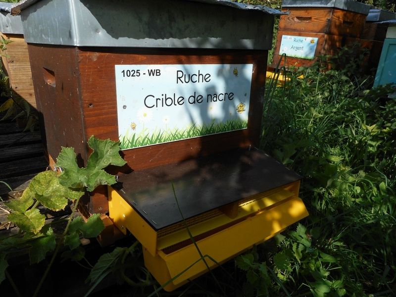 La ruche Crible de nacre