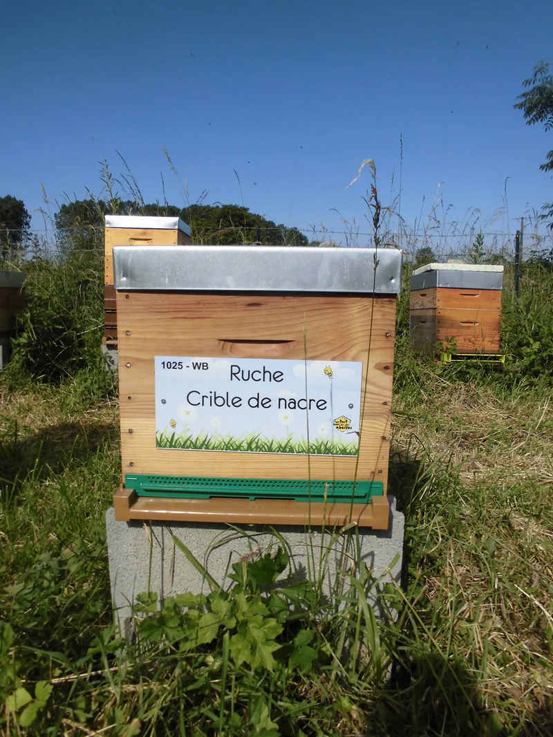 La ruche Crible de nacre
