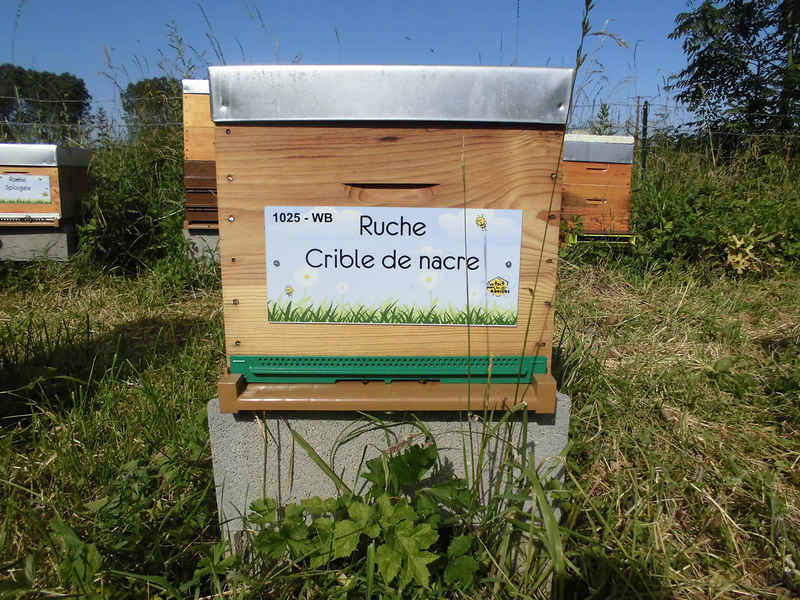 La ruche Crible de nacre