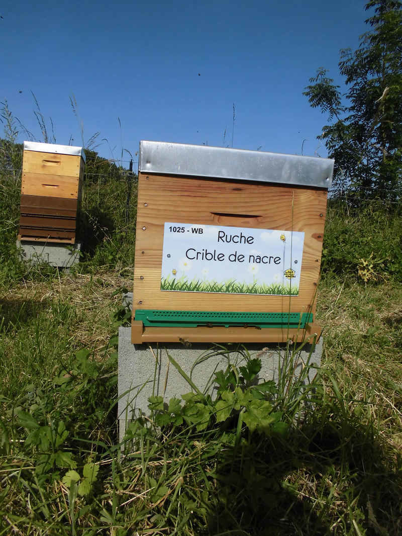 La ruche Crible de nacre