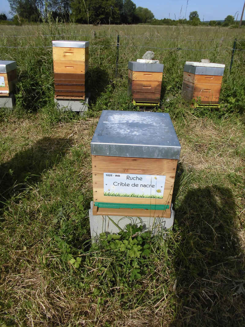 La ruche Crible de nacre