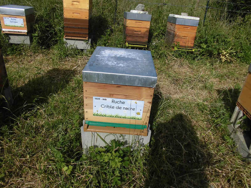 La ruche Crible de nacre