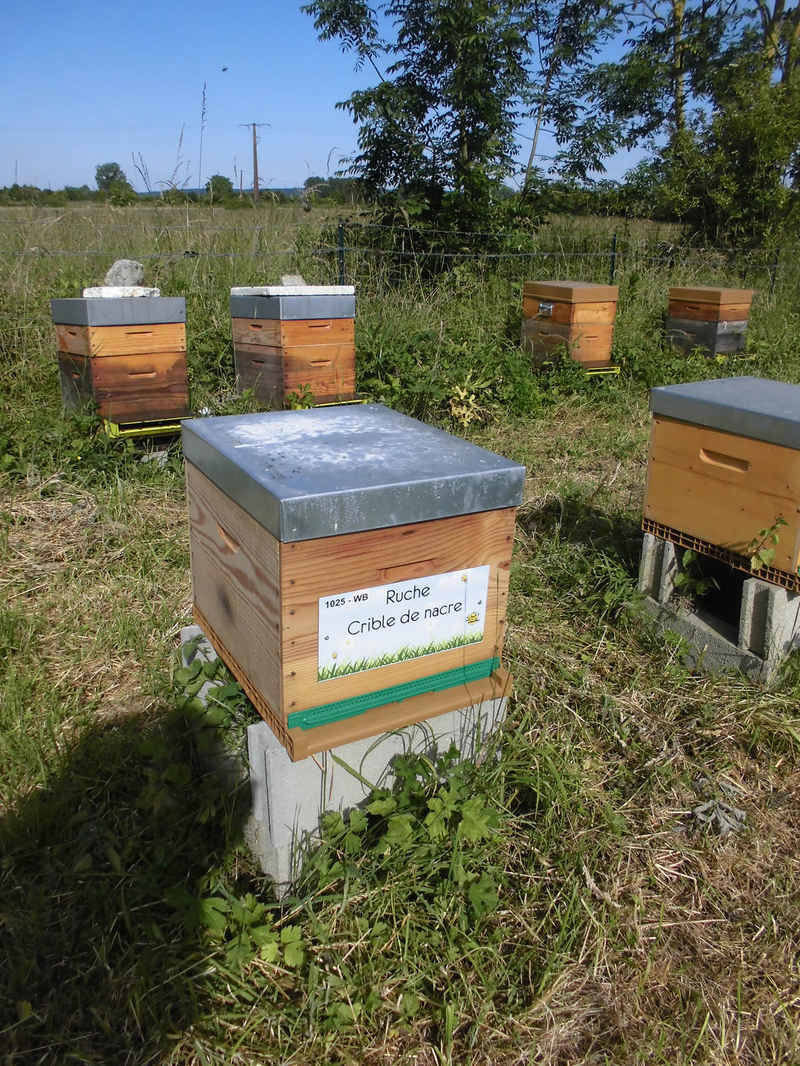 La ruche Crible de nacre
