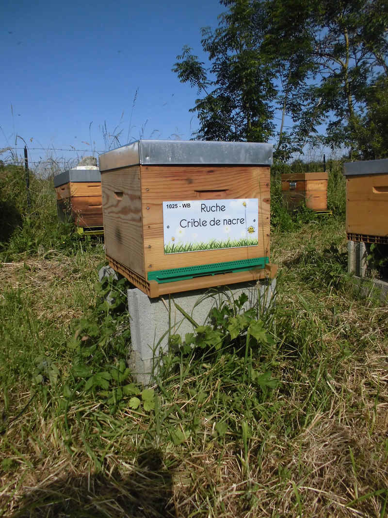 La ruche Crible de nacre