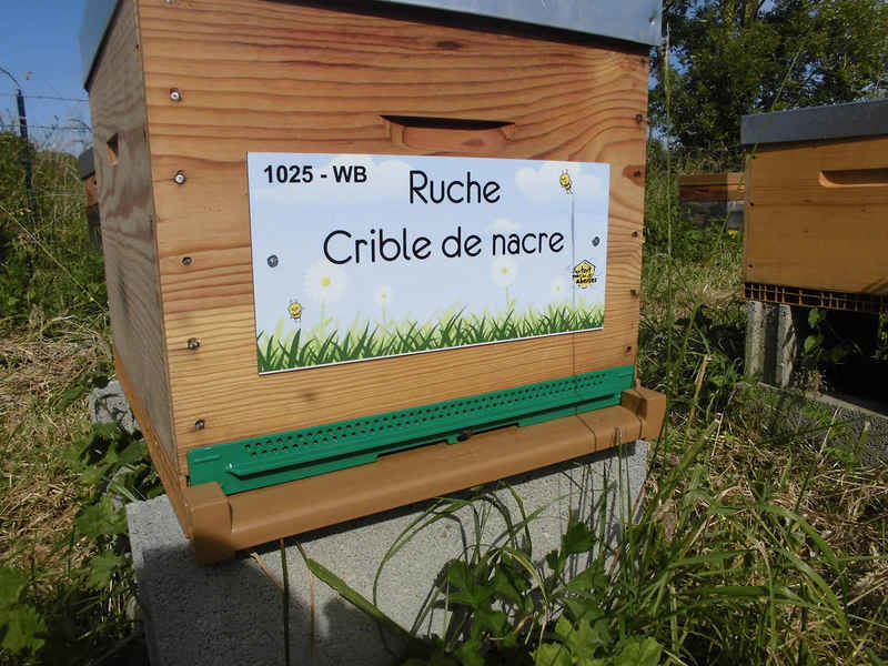 La ruche Crible de nacre