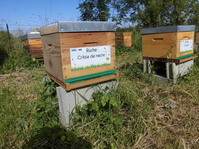 La ruche Crible de nacre