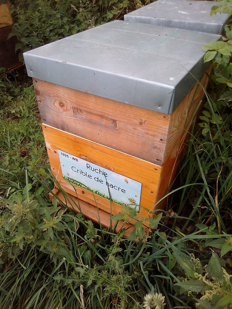 La ruche Crible de nacre