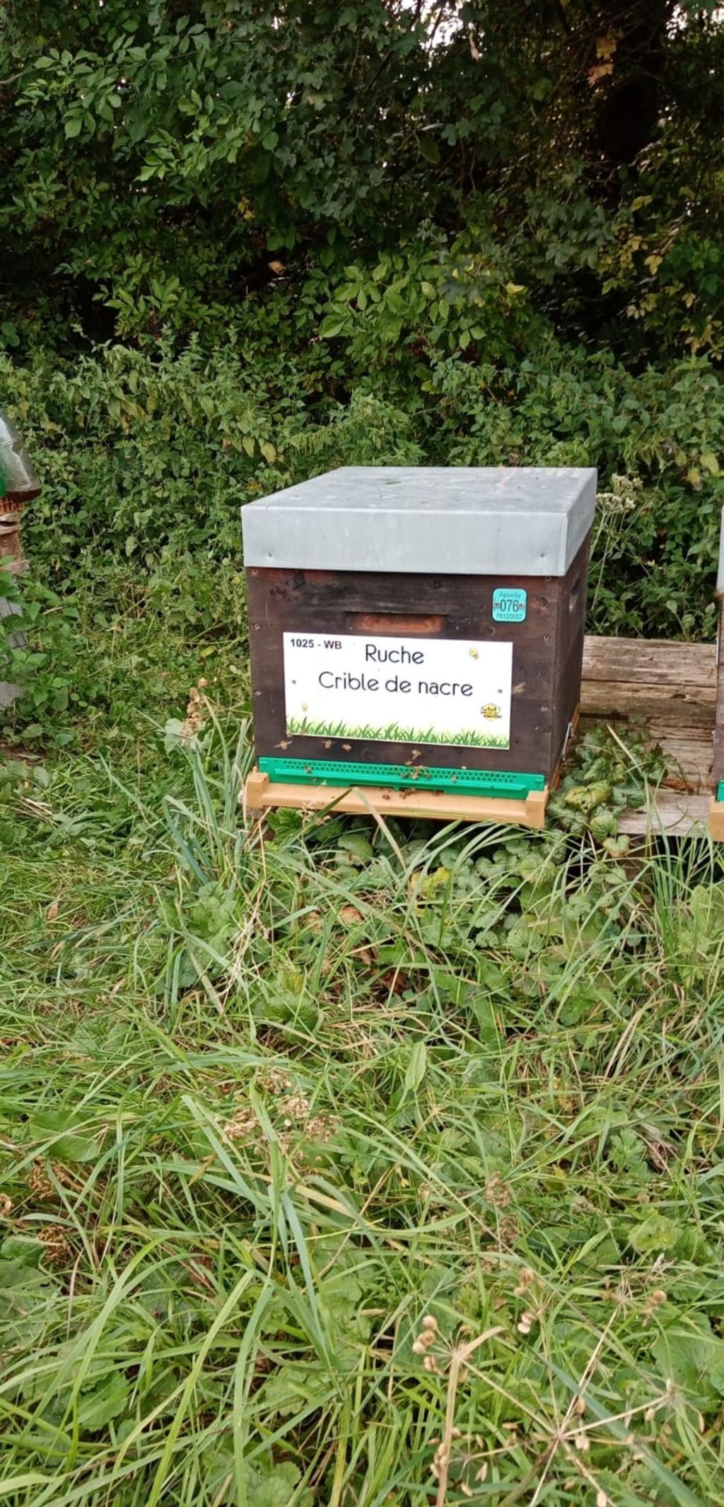 La ruche Crible de nacre
