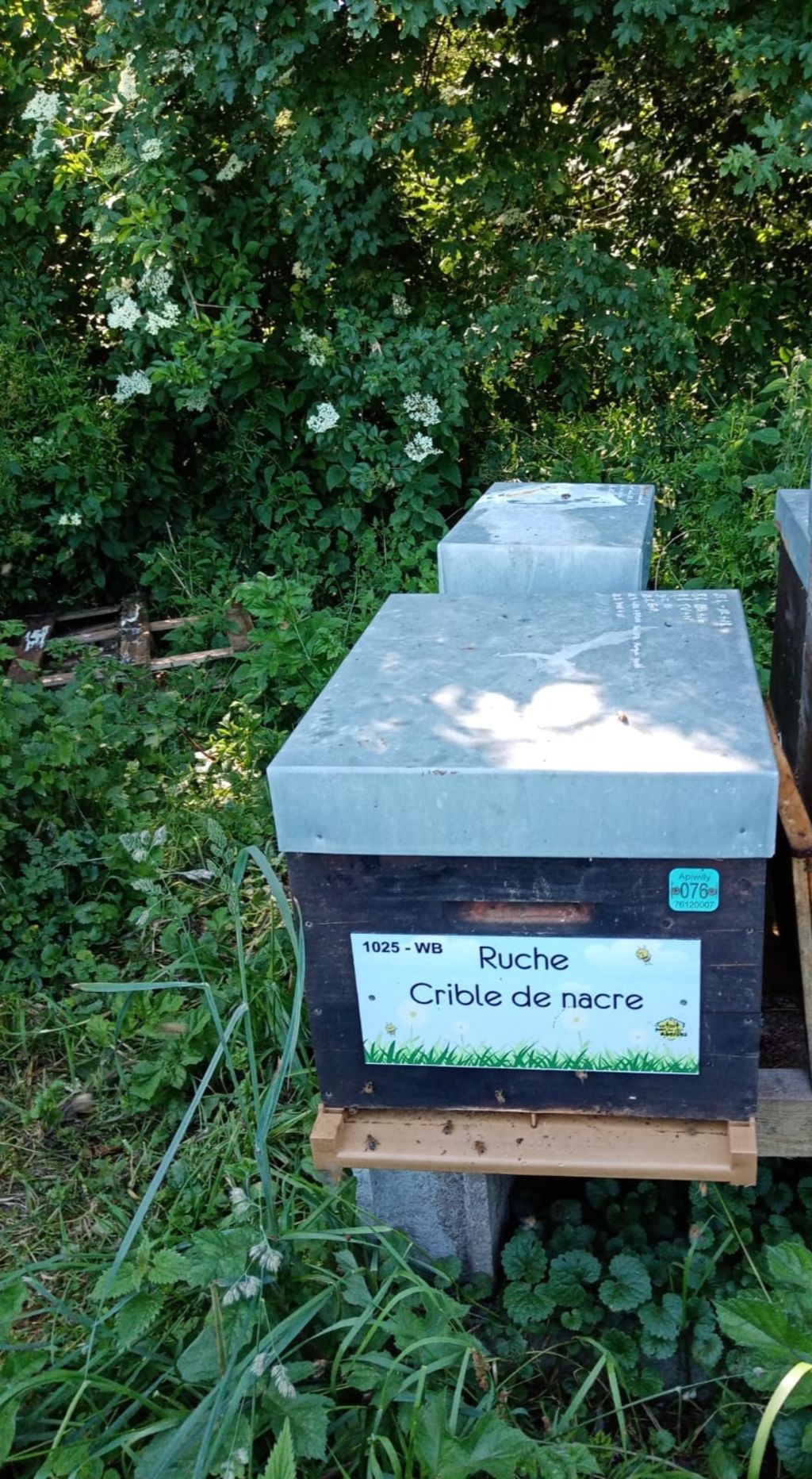 La ruche Crible de nacre