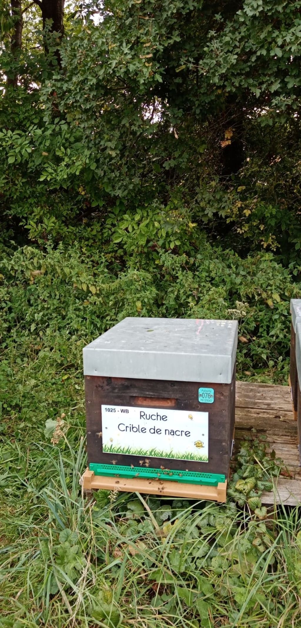 La ruche Crible de nacre