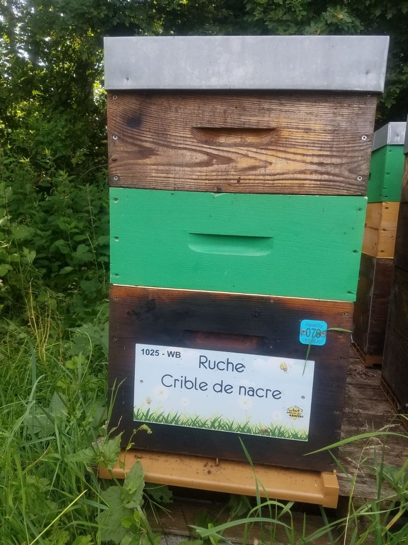 La ruche Crible de nacre