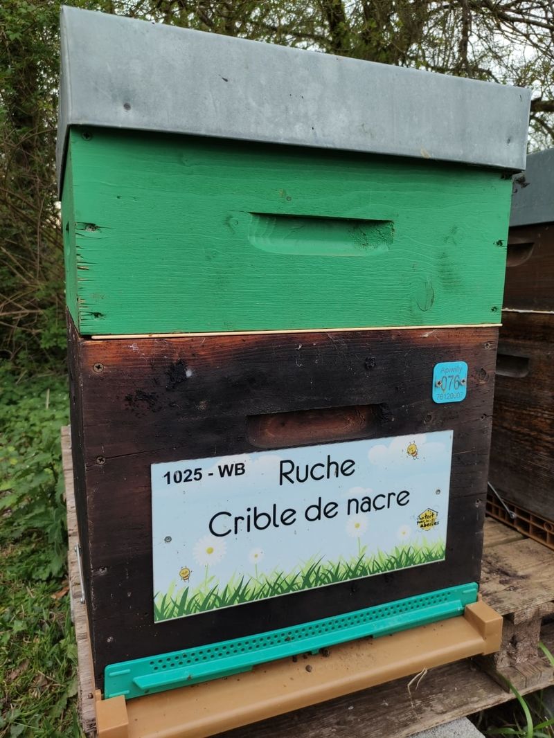 La ruche Crible de nacre