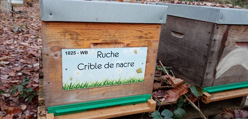 La ruche Crible de nacre