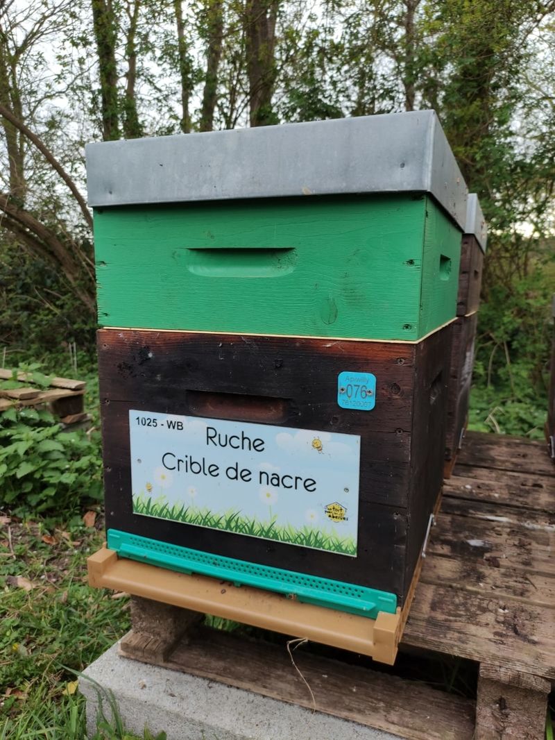 La ruche Crible de nacre