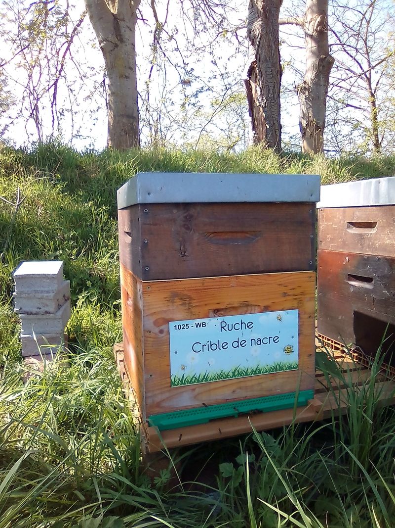 La ruche Crible de nacre