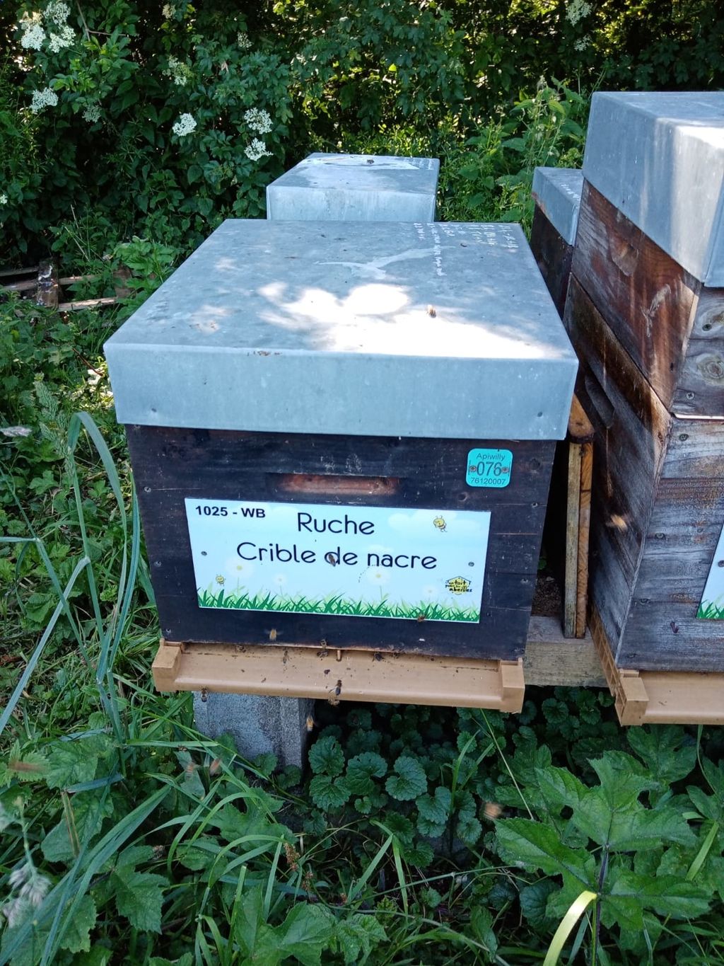 La ruche Crible de nacre