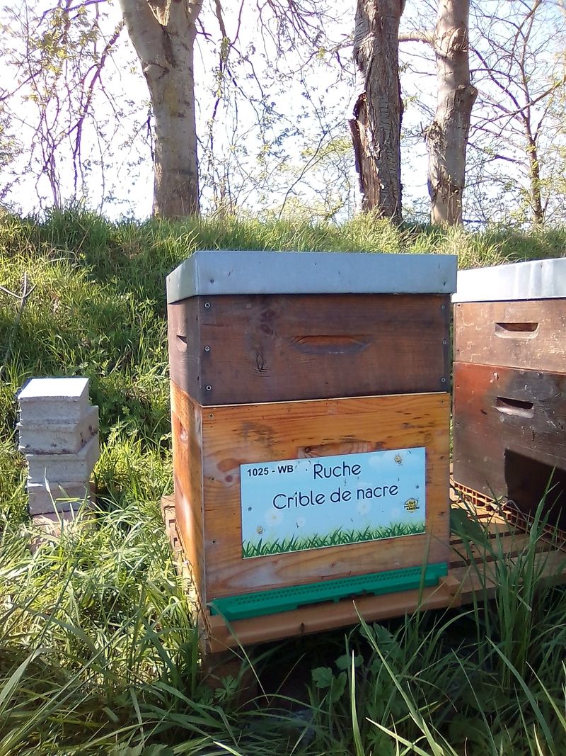 La ruche Crible de nacre