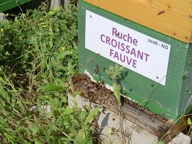 La ruche Croissant fauve