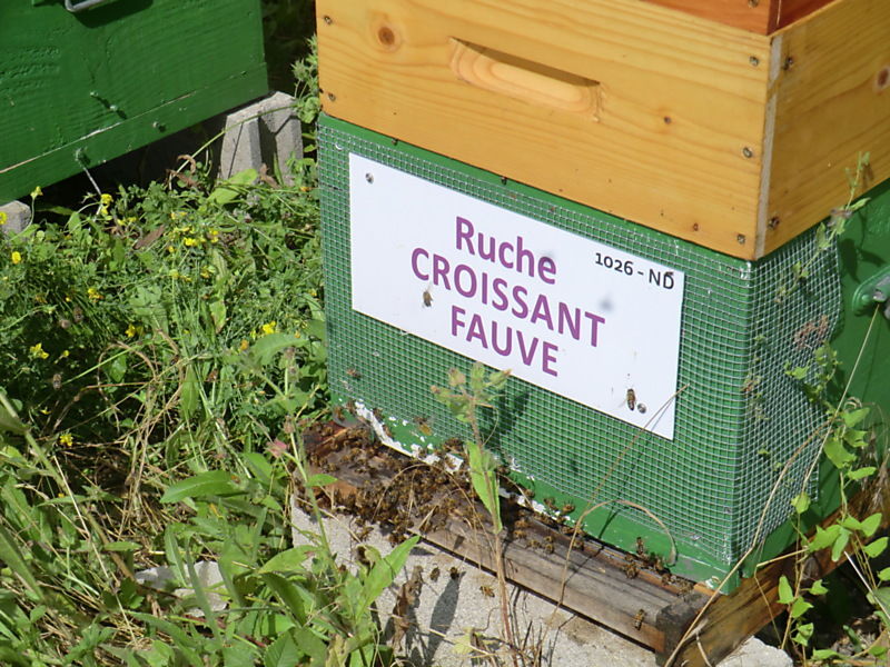 La ruche Croissant fauve