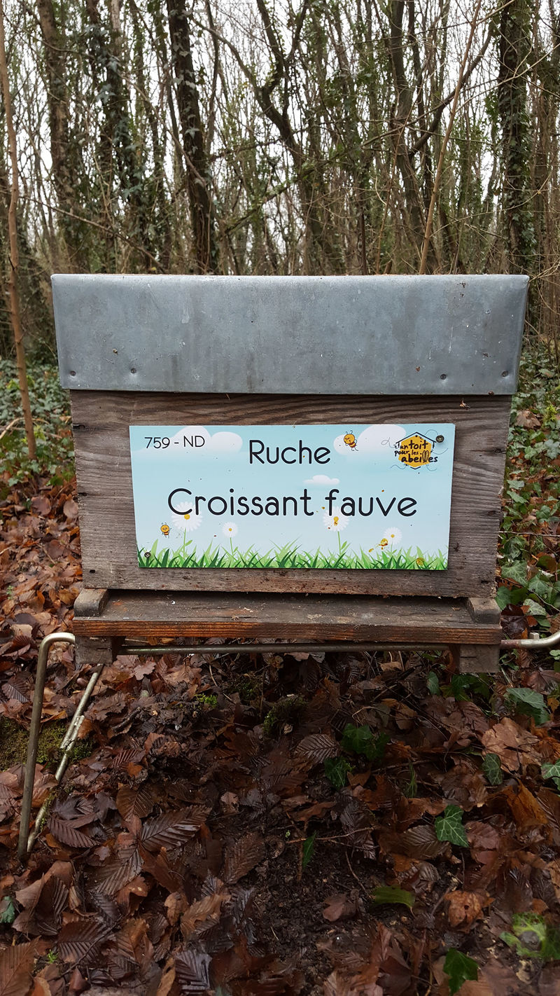 La ruche Croissant fauve