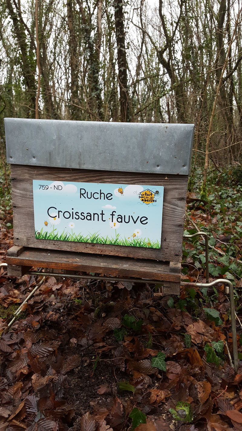 La ruche Croissant fauve
