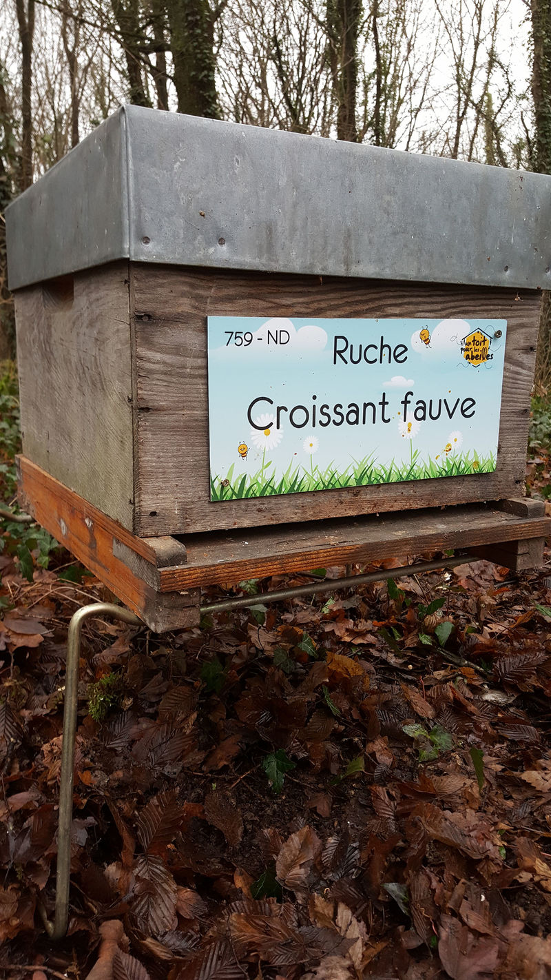 La ruche Croissant fauve