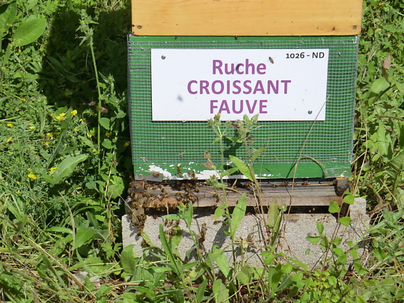 La ruche Croissant fauve