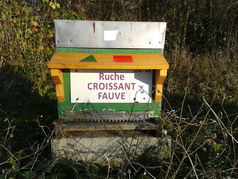 La ruche Croissant fauve