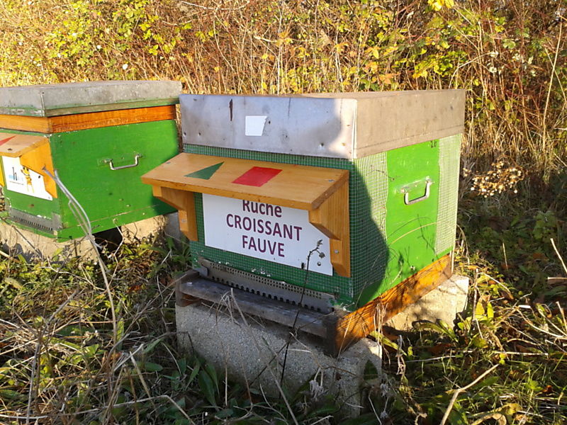 La ruche Croissant fauve