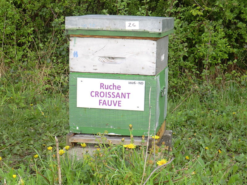 La ruche Croissant fauve