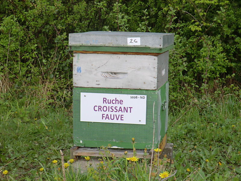 La ruche Croissant fauve