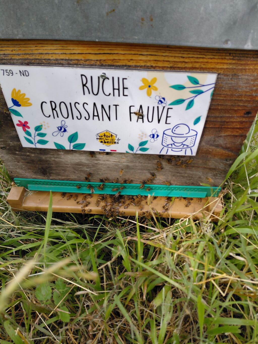 La ruche Croissant fauve