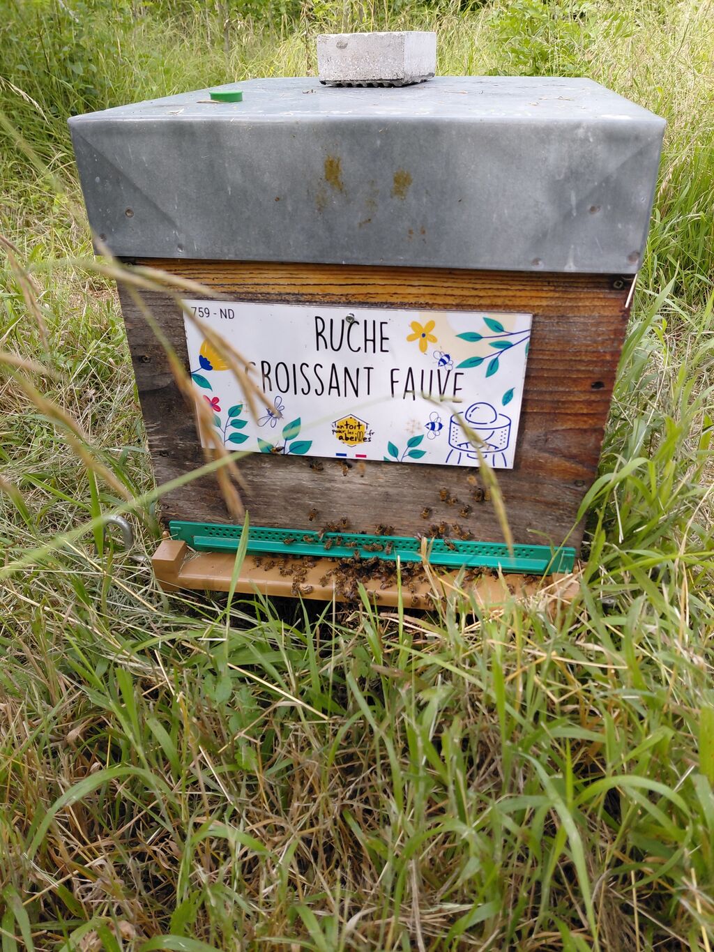 La ruche Croissant fauve
