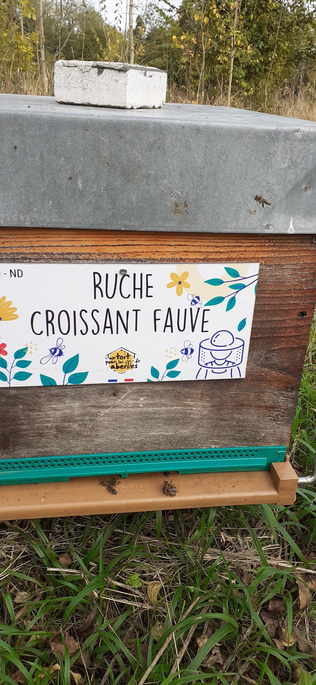La ruche Croissant fauve