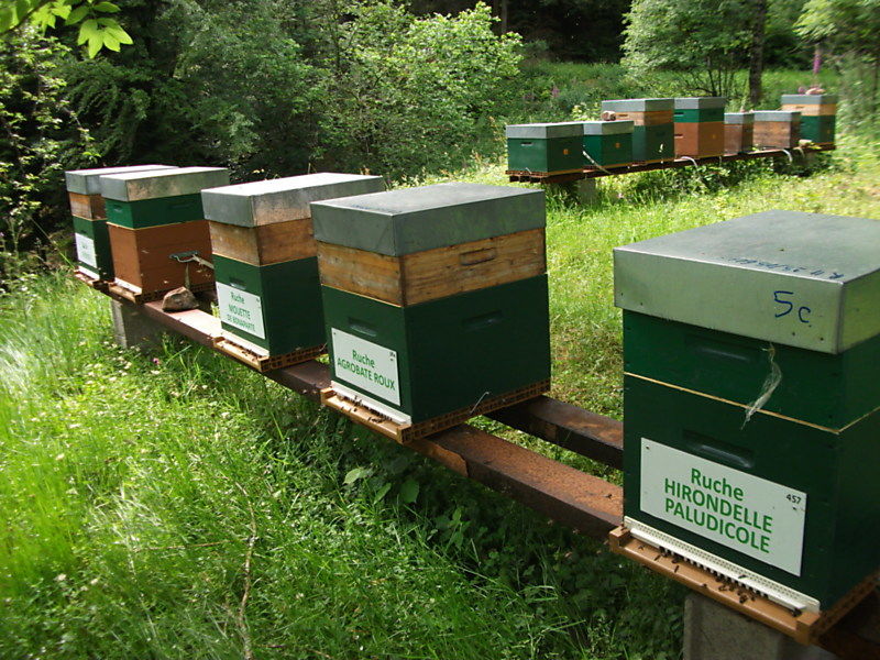 La ruche Mouette de bonaparte